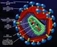 /album/microbiologia-e-inmunologia/virus-estructura-2-jpg/